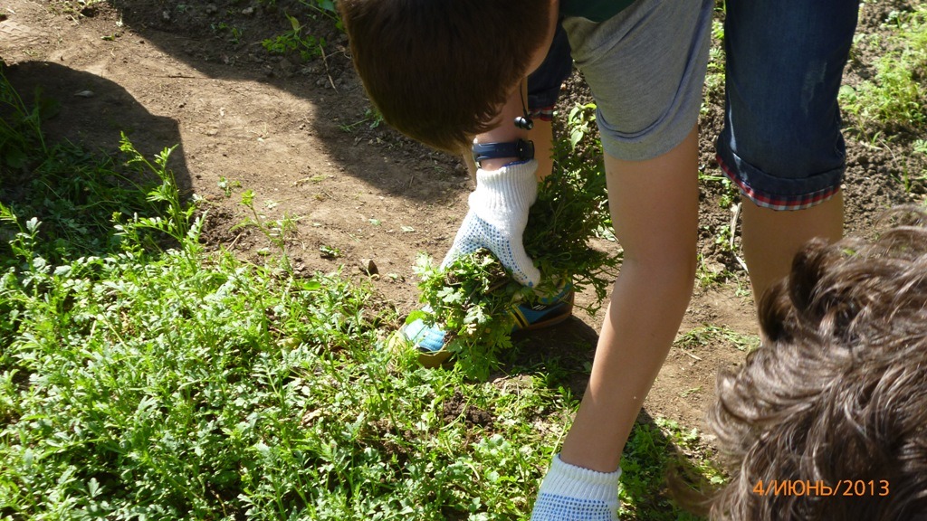 июнь 2013 уход за саженцами сосны в Летней Экологической Школе