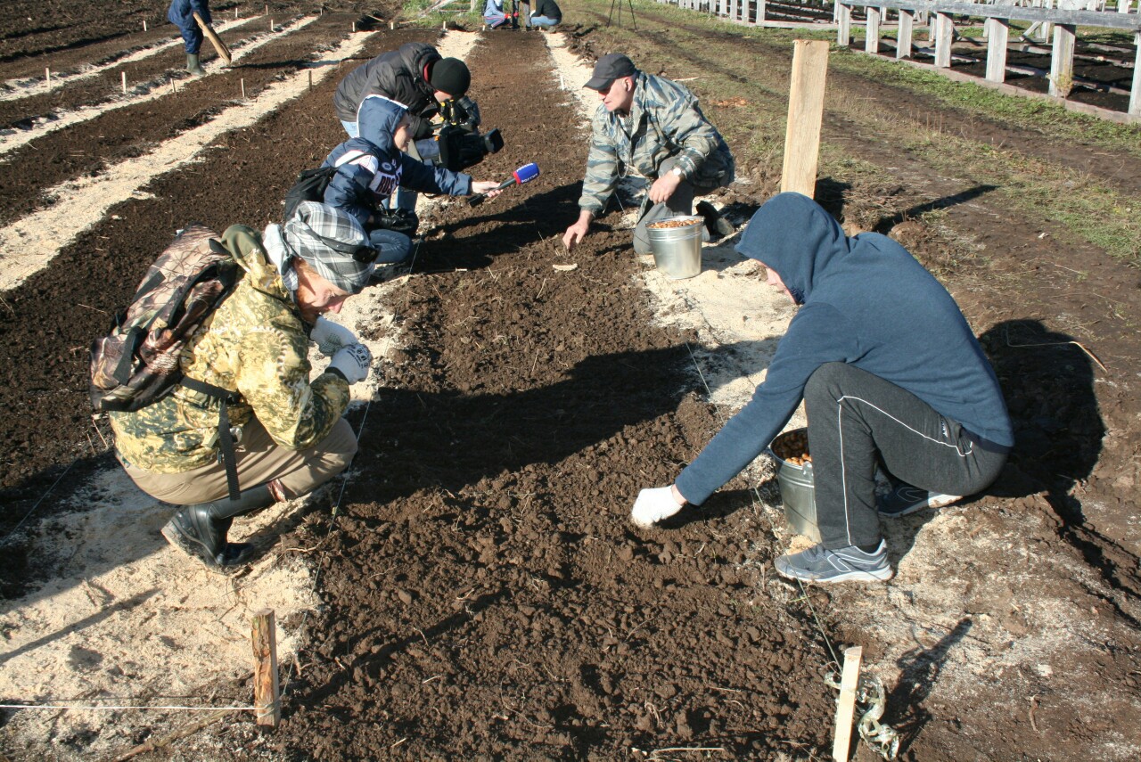 желуди Ижевск 3