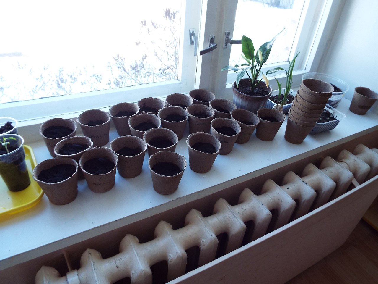 Международный день леса