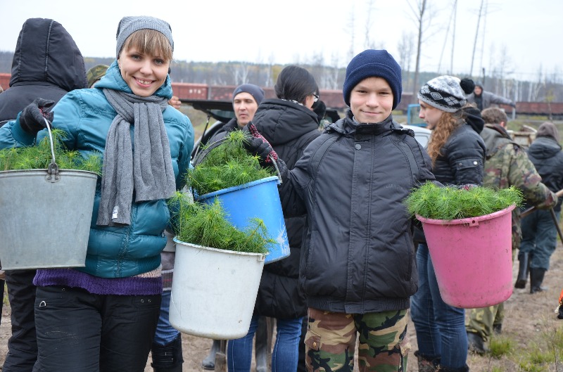 Молодые сосны