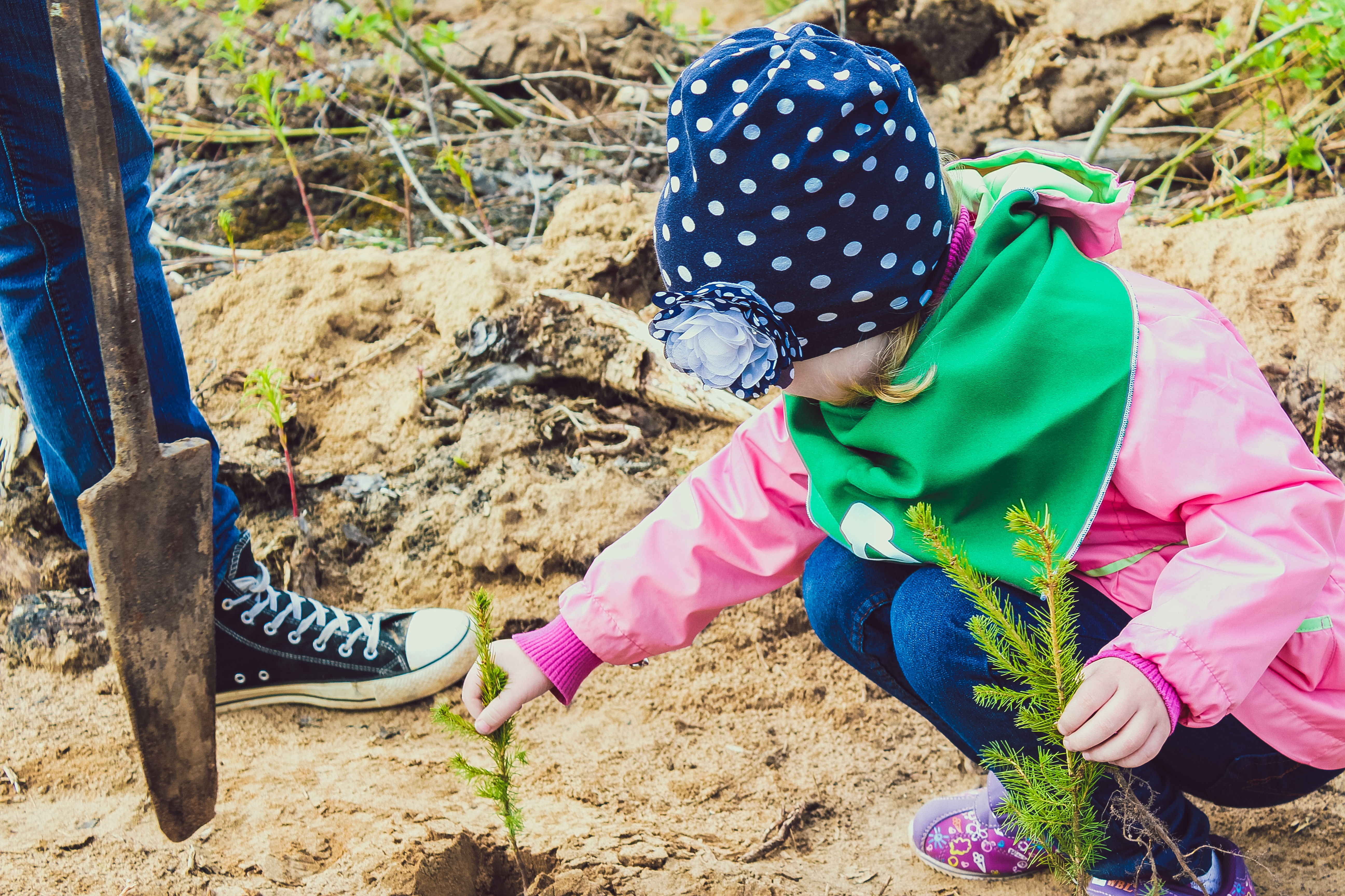 Посади лес 2016 4