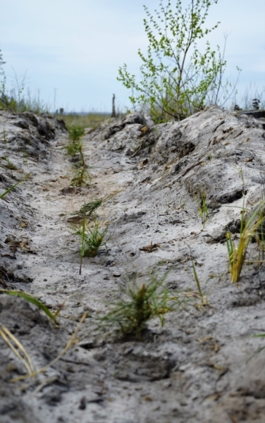 Посадка Леса Алатырь 1