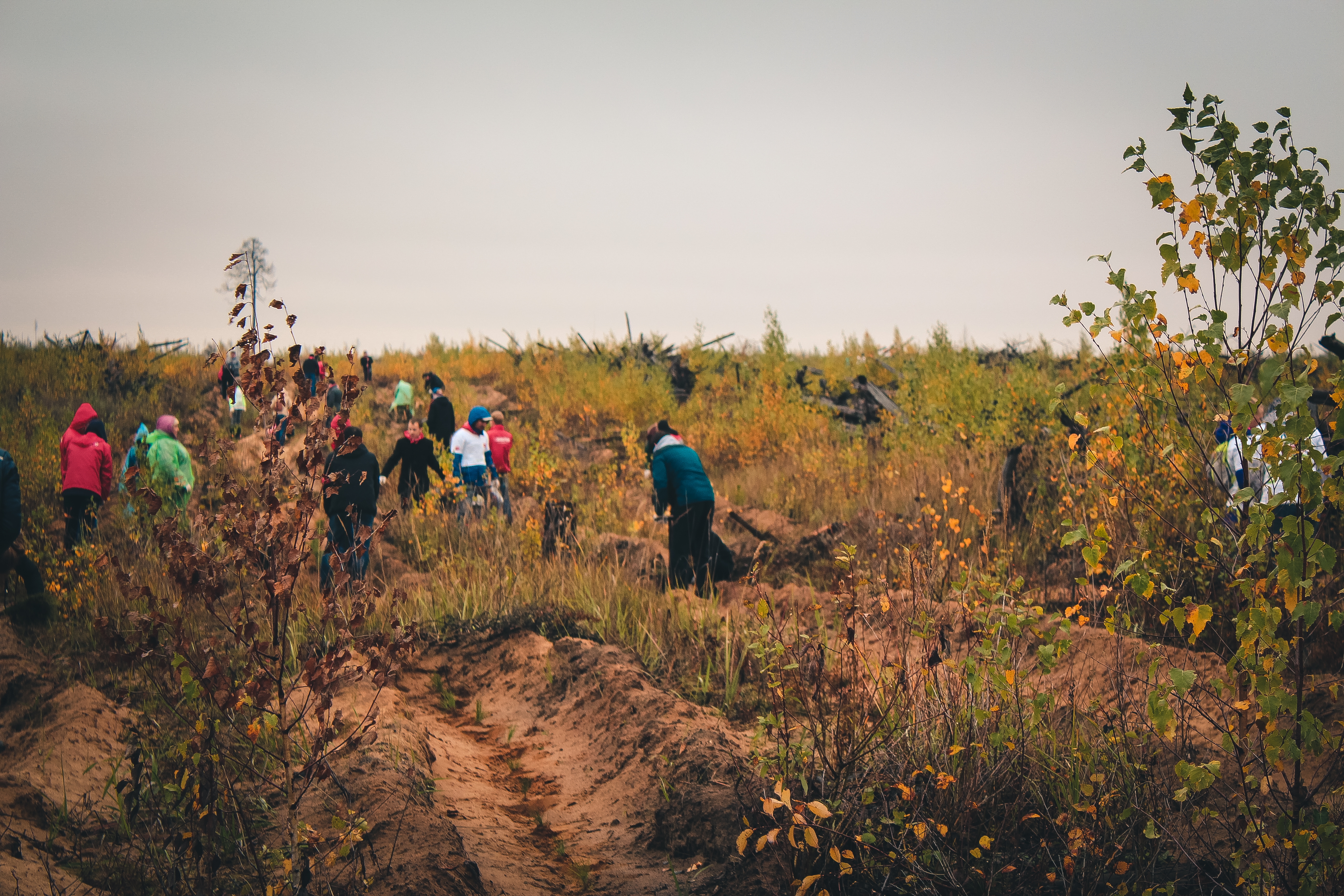Посади лес 2016-3
