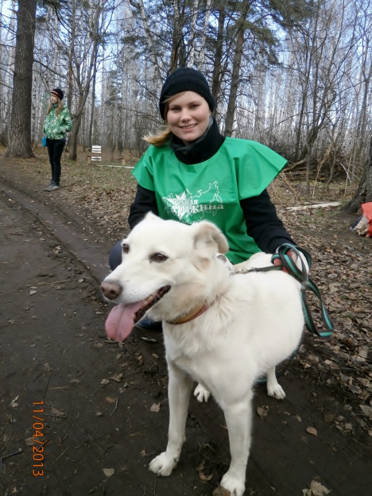 Прогулка с собаками