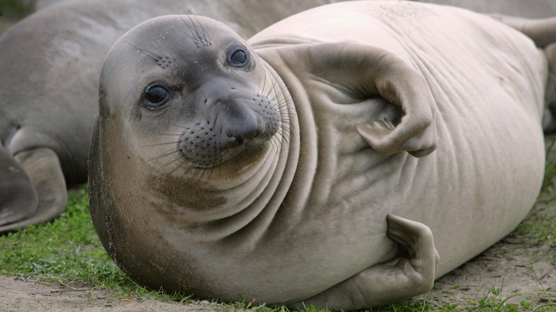 seals-elephant-seals