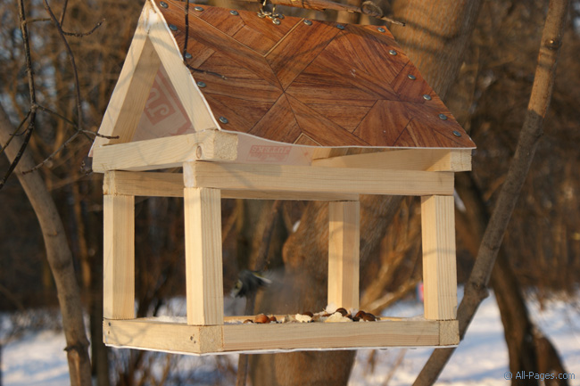  птицы в городе