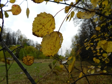 Листья липы