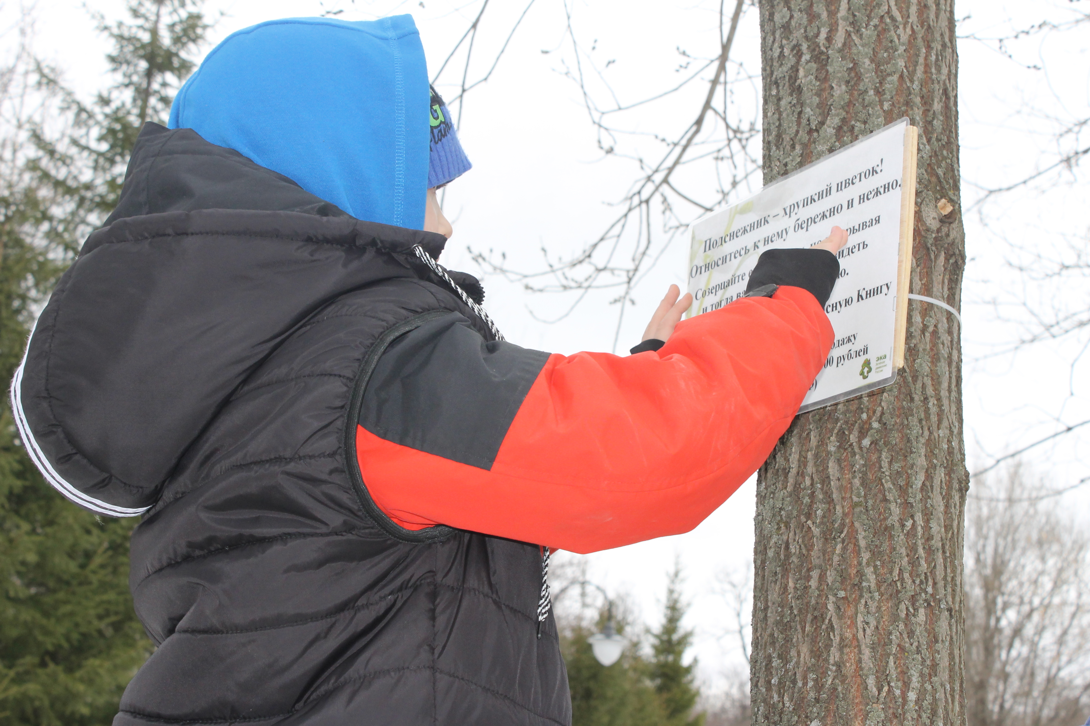 Копия подснежники 023