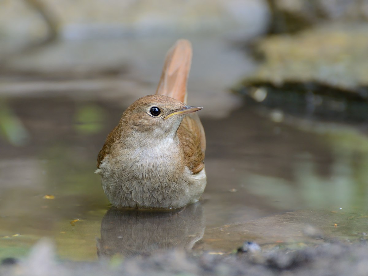 Об. соловей фото Букреева А. 2