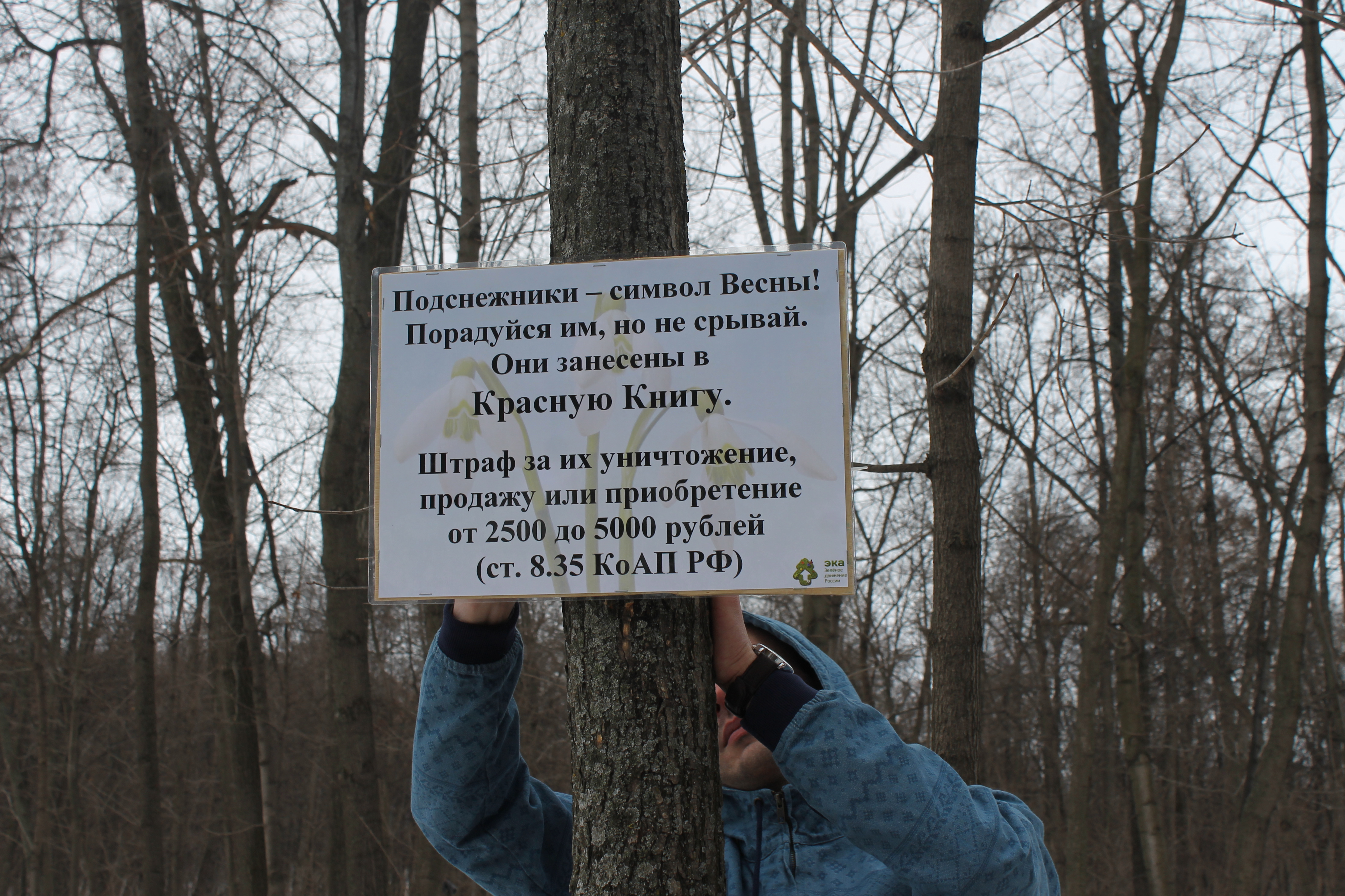 Копия подснежники 036