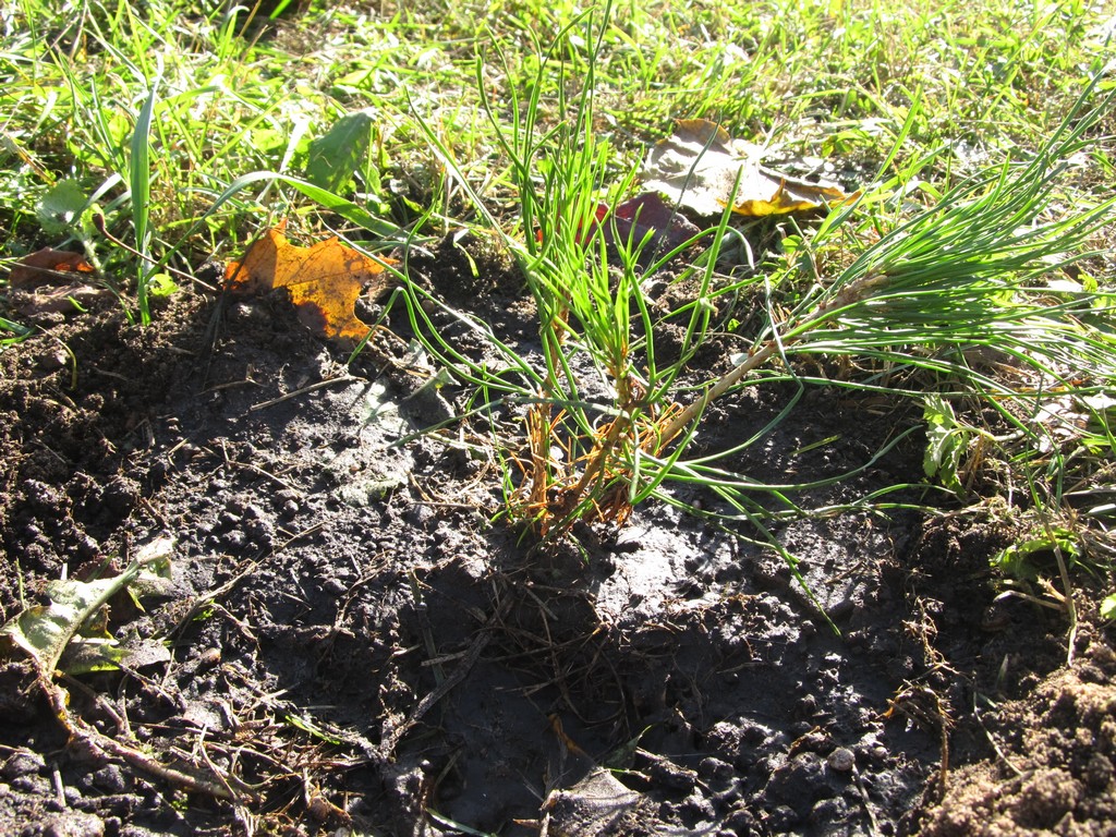 Саженцы сосны в лучах солнца