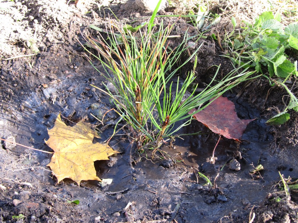 Саженцы сосны в кленовых листьях