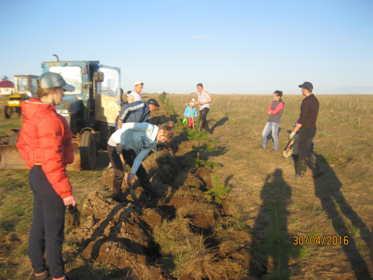 Посади дерево