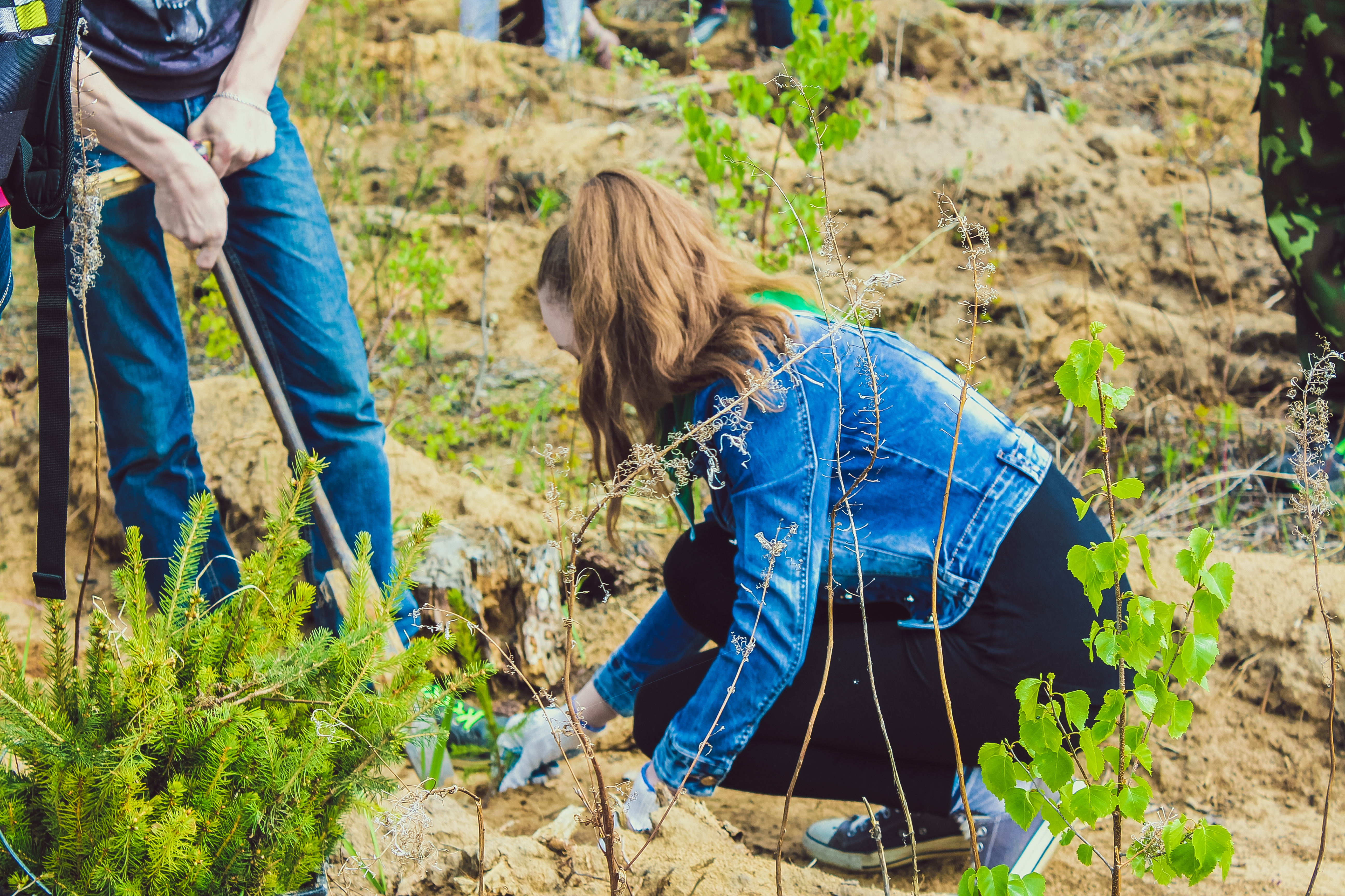 Посади лес 2016 3