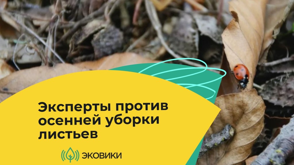 Эксперты против осенней уборки листьев.jpg